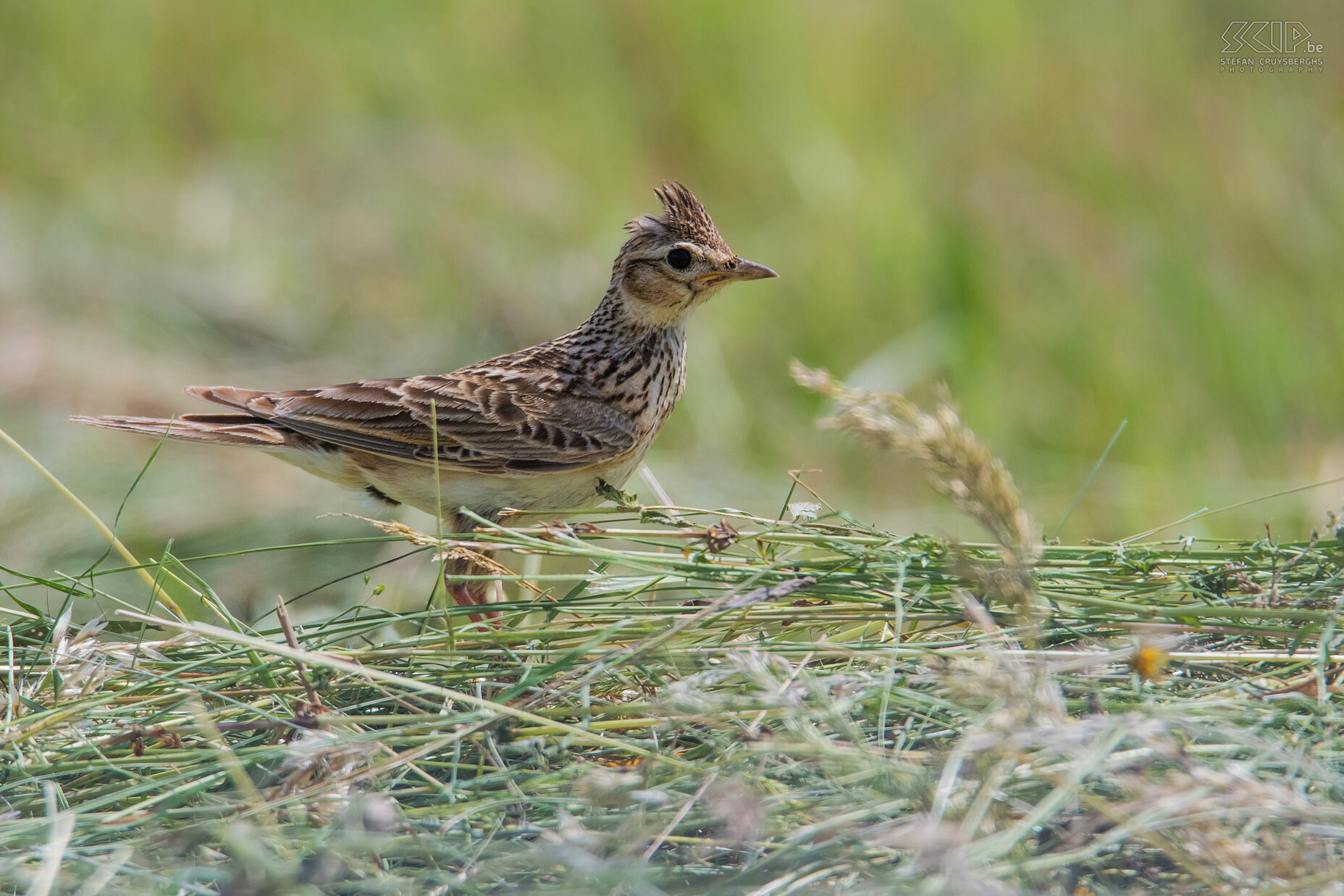 Cerknica - Crested lark Crested lark in the fields around Cerknica Stefan Cruysberghs